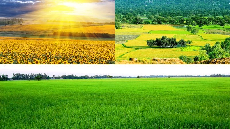 Khám phá vẻ thơ mộng với background cánh đồng đẹp