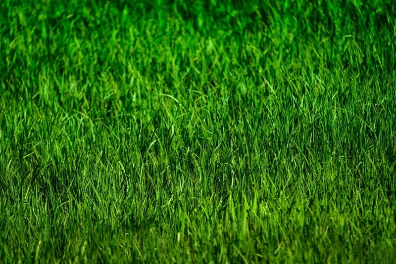 Minh họa sinh động qua background cây cỏ minh họa