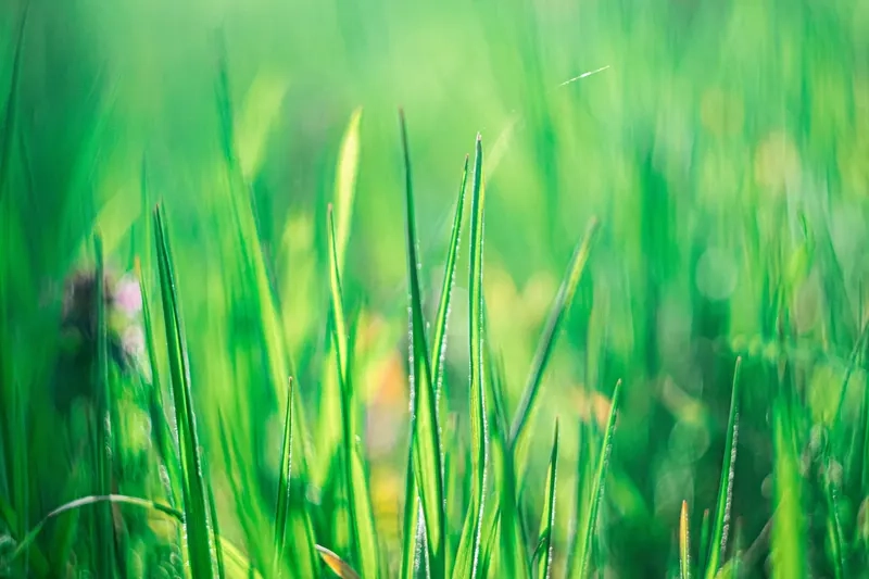 Chào mùa mới với background cây cỏ mùa xuân tươi sáng