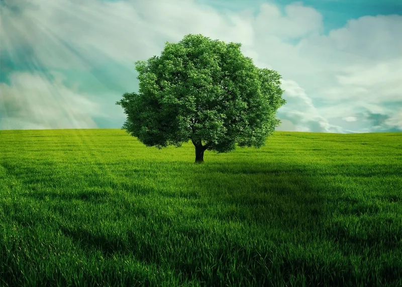 Chiêm ngưỡng background cây xanh tối giản tinh tế và thanh lịch