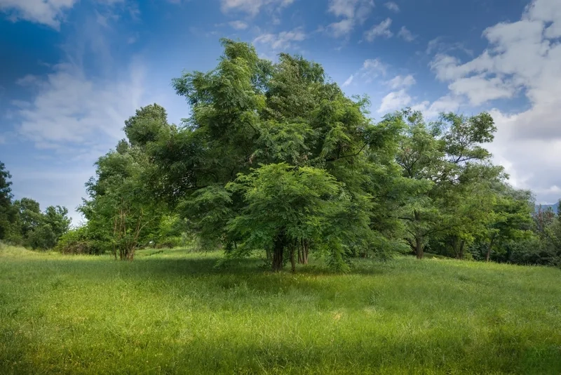 Thư giãn với background cây xanh mát mắt mang hơi thở thiên nhiên