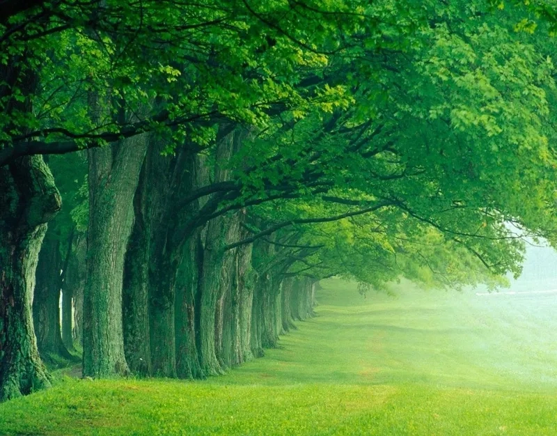 Thổi hồn ý tưởng với background cây xanh sáng tạo độc quyền