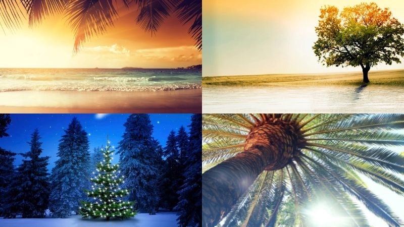 Khám phá vẻ đẹp tự nhiên với background cây xanh sống động