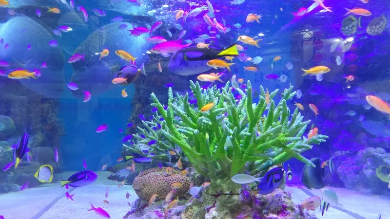 Tô điểm không gian sống bằng background hồ cá trong nhà