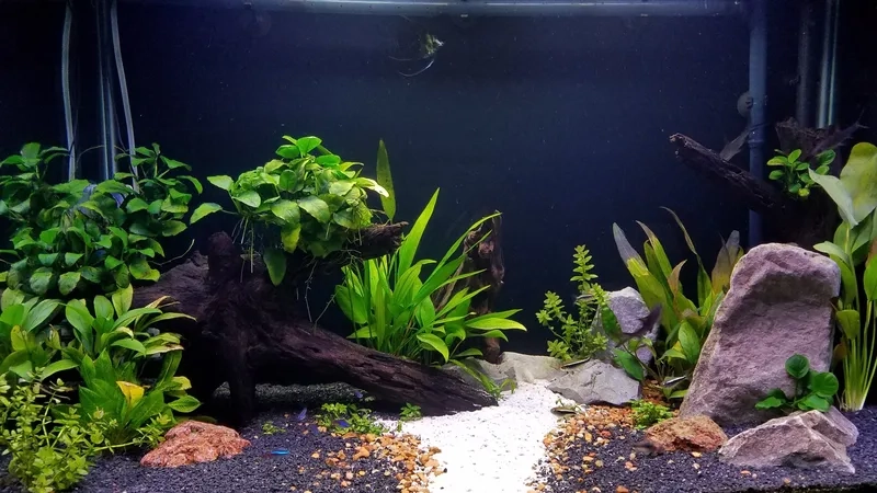 Rực rỡ sắc màu đại dương với background hồ cá có san hô