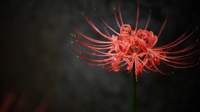 Background hoa bỉ ngạn 3D sống động như thật