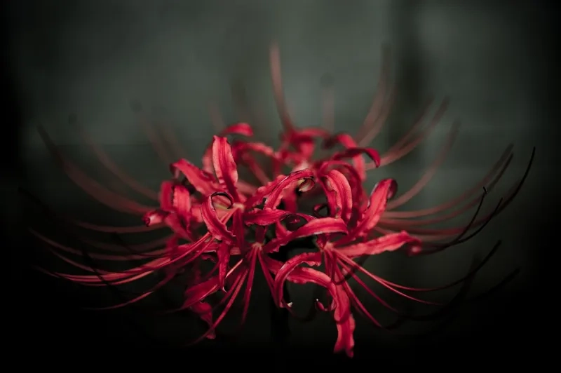 Thưởng thức background hoa bỉ ngạn anime phong cách Nhật