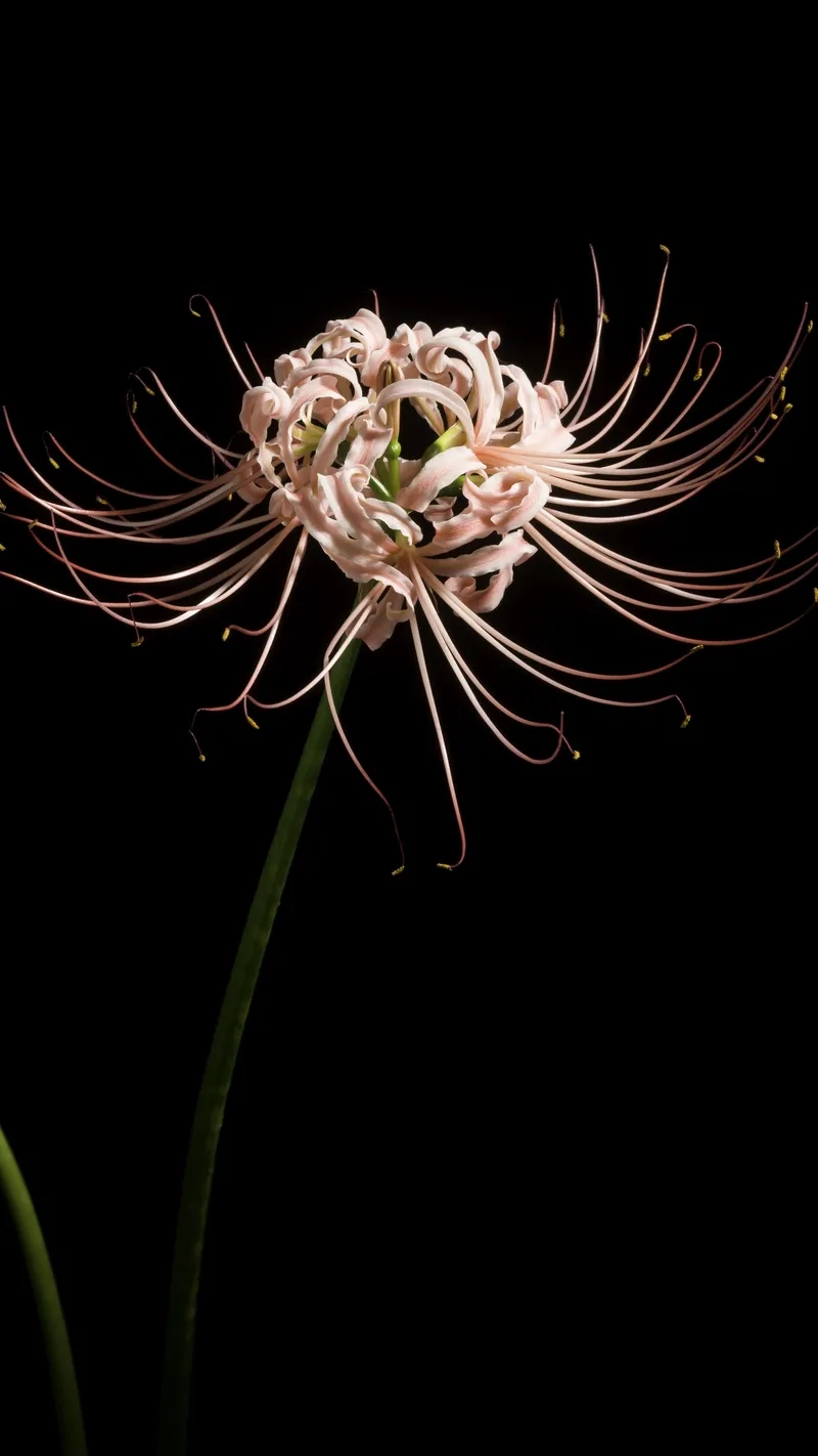 Background hoa bỉ ngạn trắng tinh khôi và thanh lịch