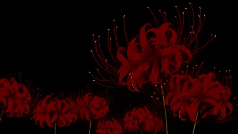 Cảm xúc sâu lắng với background hoa bỉ ngạn buồn