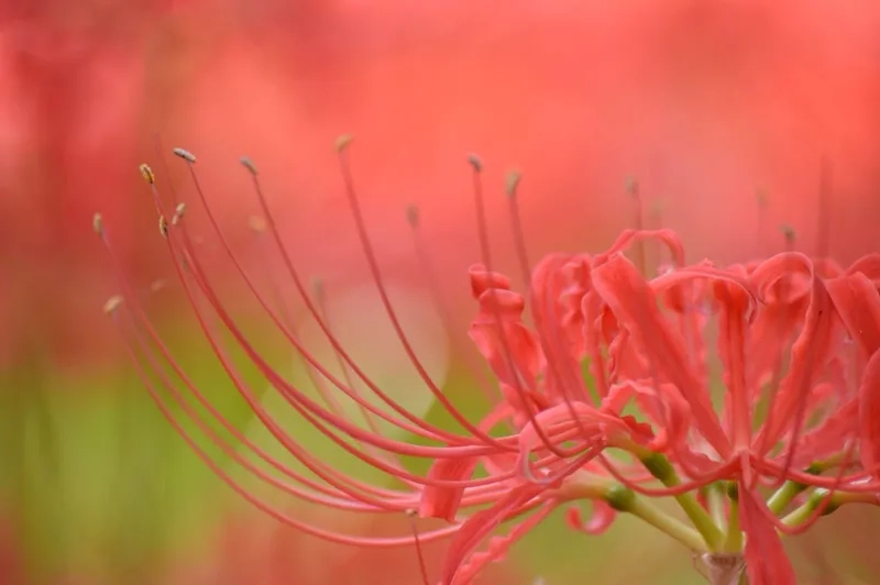 Phong cách độc đáo với background hoa bỉ ngạn gothic