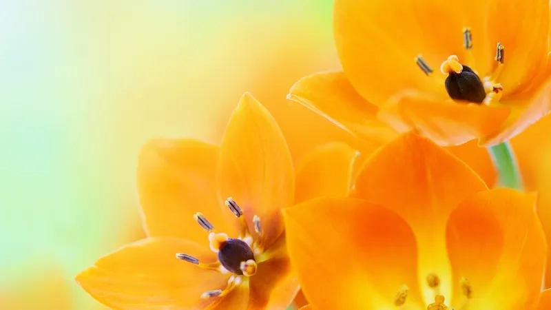 Tận hưởng background hoa cam nghệ thuật tinh tế