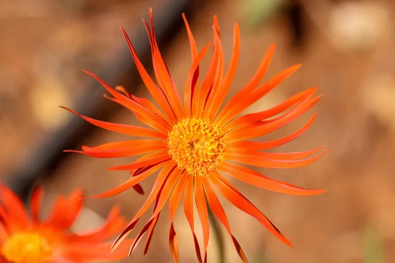 Thưởng thức background hoa cam đẹp rực rỡ mê hoặc