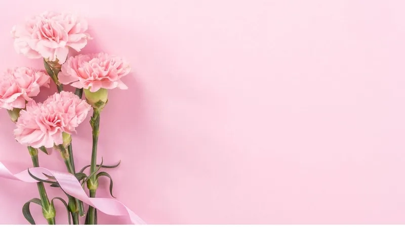 Background hoa cẩm chướng pastel hồng ngọt ngào tôn vẻ nữ tính