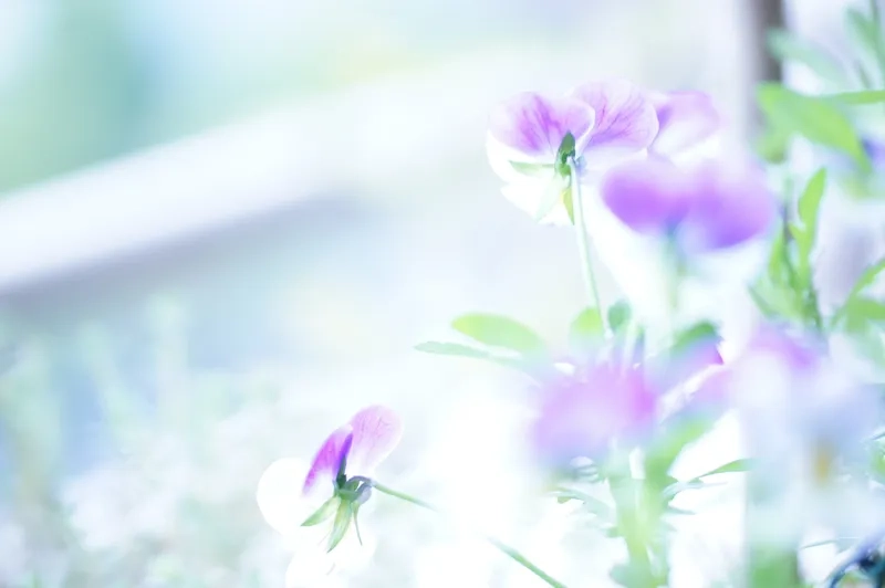 Trang trí Tết với background hoa chào xuân tết sinh động