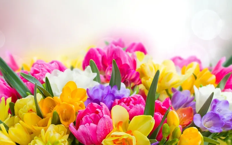 Tham khảo background hoa chào xuân mẫu thiết kế sáng tạo