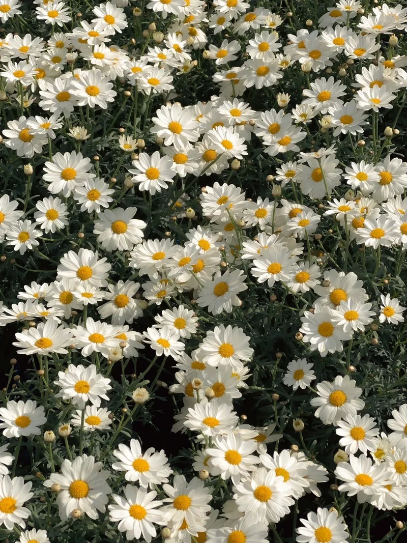 Thêm phần đáng yêu với background hoa cúc cute