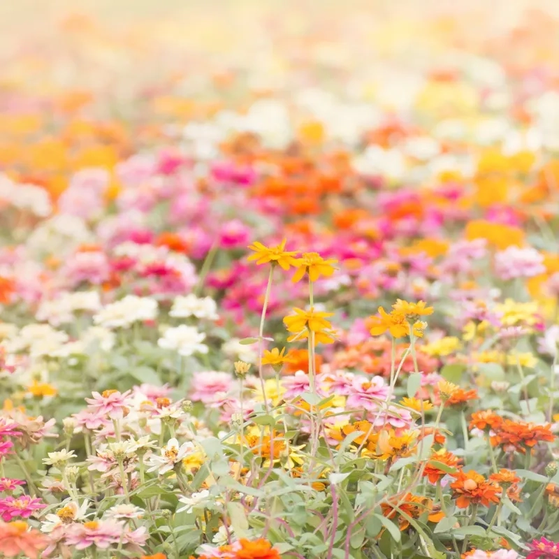 Background hoa dại cánh đồng bát ngát thơ mộng