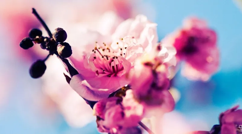 Thêm sức sống cho thiết kế với background hoa đào trang trí rực rỡ