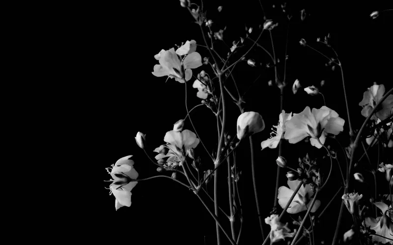 Trang trí mọi không gian với background hoa đen trắng họa tiết