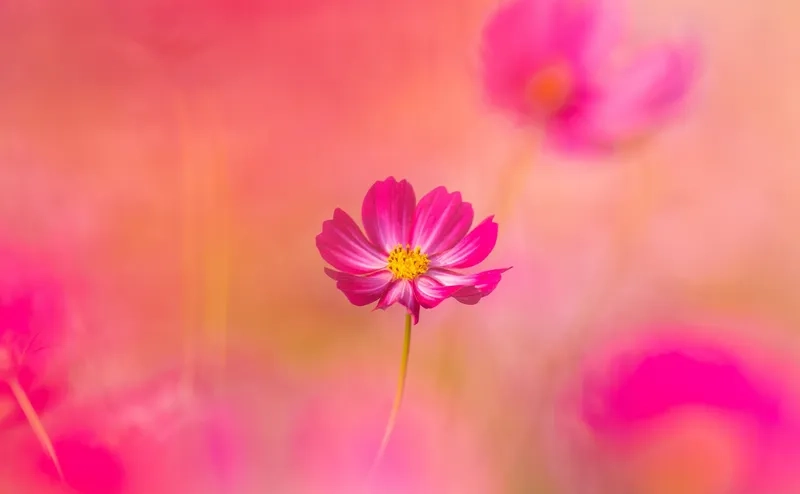 Gợi cảm giác hoài cổ với background hoa đẹp vintage