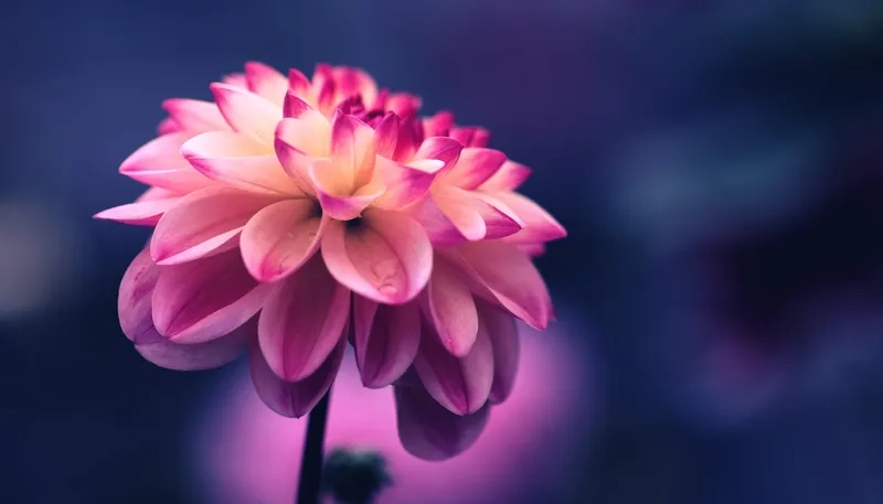 Ấm áp và bí ẩn với background hoa đẹp nền tối