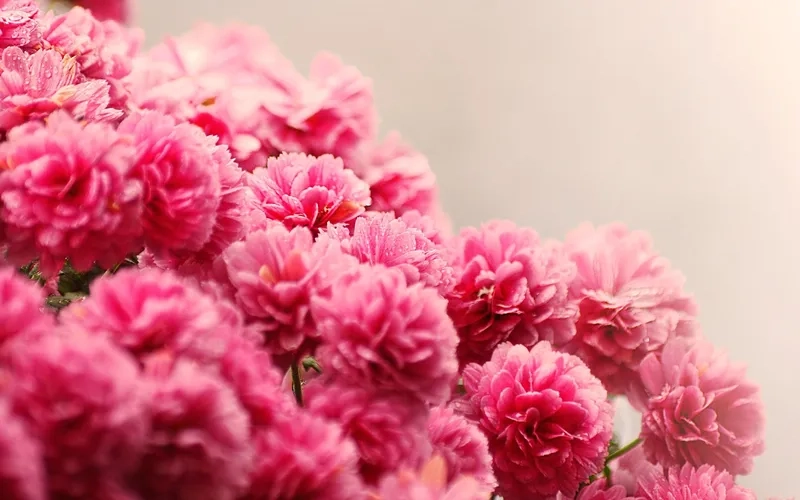 Cập nhật hình nền hot với background hoa đẹp cho mạng xã hội