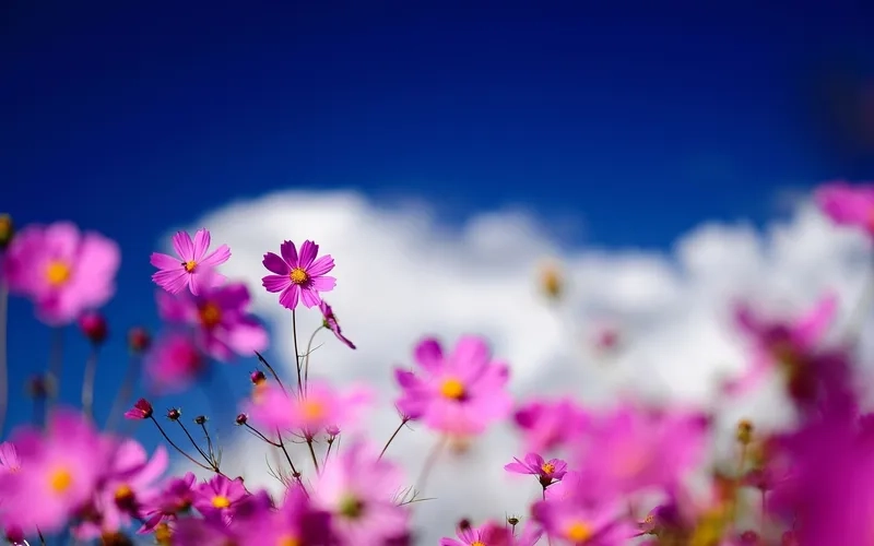 Background hoa đẹp đơn giản đầy tinh tế