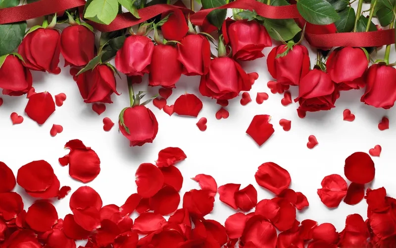 Background hoa đỏ đơn giản tối ưu cho điện thoại