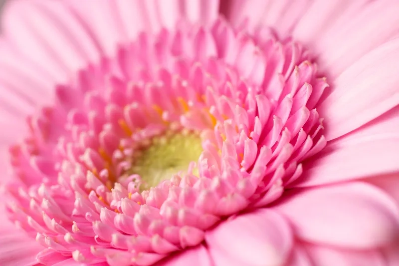 Background hoa đồng tiền màu hồng mang đến cảm giác ngọt ngào và lãng mạn