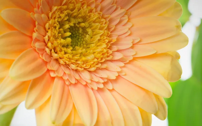 Background hoa đồng tiền cận cảnh khoe trọn vẻ đẹp tinh tế từng cánh hoa