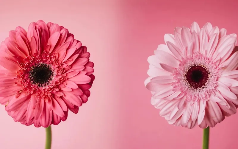 Gợi ý background hoa đồng tiền thiết kế đẹp dành cho mọi dự án sáng tạo