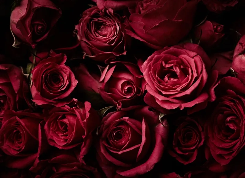 Background hoa hồng macro ghi lại từng chi tiết cánh hoa hoàn hảo