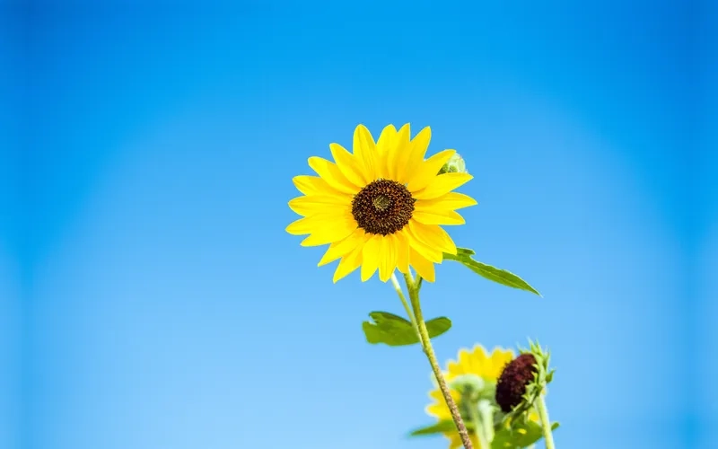 Trang trí máy tính với background hoa hướng dương máy tính