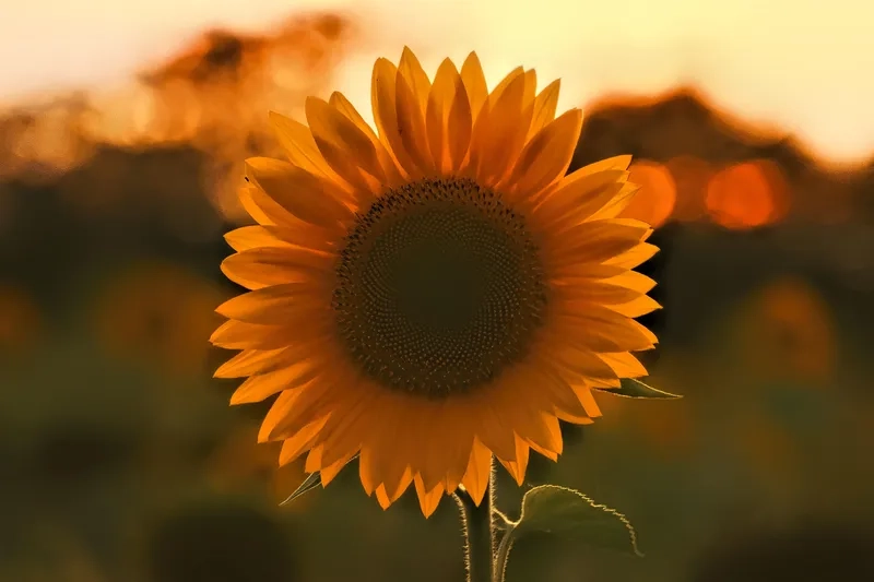 Thưởng thức background hoa hướng dương đẹp rực rỡ