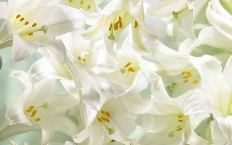 Chiêm ngưỡng từng cánh hoa qua background hoa ly cận cảnh sống động