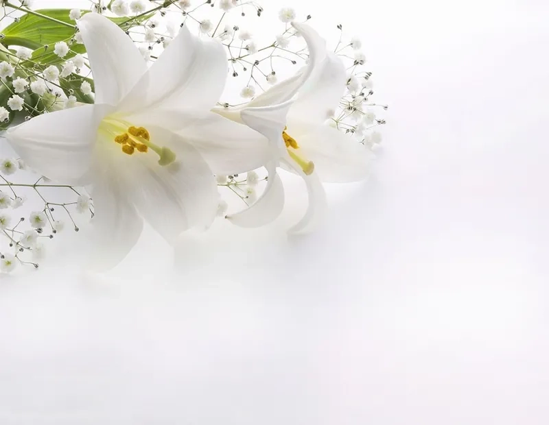 Rực rỡ và trang trọng trong background hoa ly chủ đề lễ