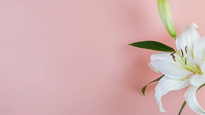 Tự do phóng khoáng cùng background hoa ly phong cách Boho