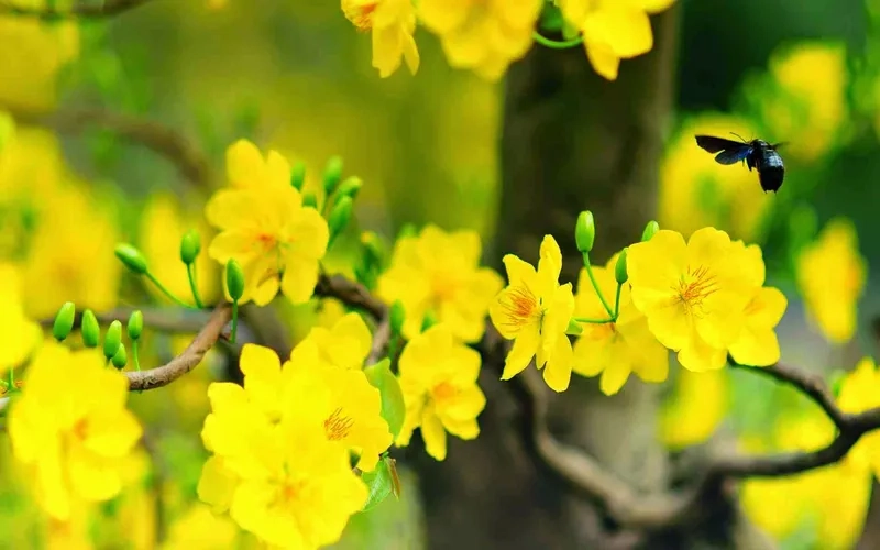 Thiết kế xuân thêm ấn tượng với background hoa mai vector tinh tế