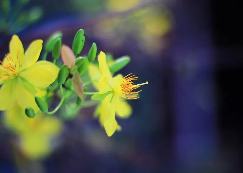 Rộn ràng không khí Tết cùng background hoa mai ngày xuân tươi mới