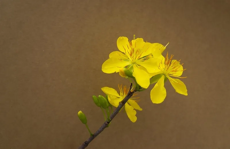 Tô điểm màn hình ngày Tết với background hoa mai cho điện thoại độc đáo