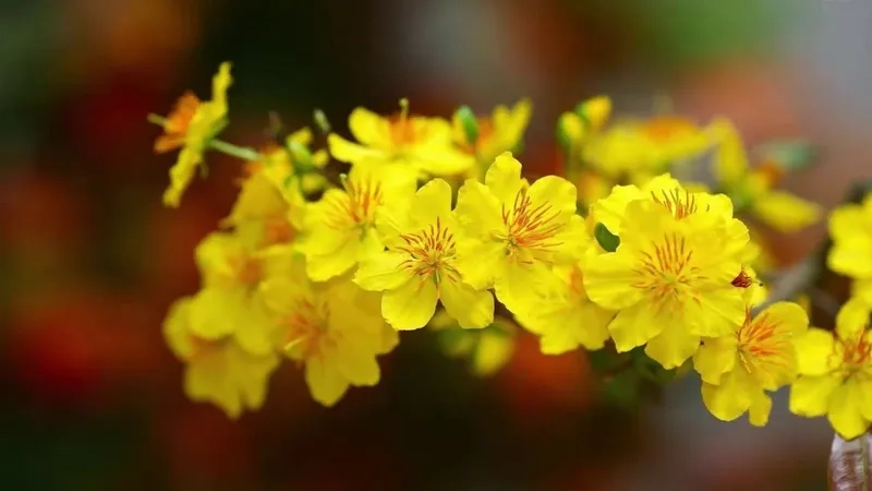 Phong cách dễ thương đậm chất xuân với background hoa mai cute rực rỡ