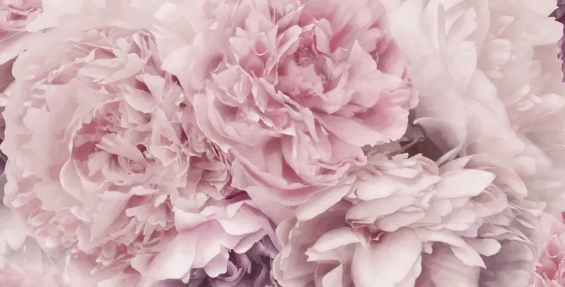 Tận hưởng background hoa mẫu đơn 4K sắc nét tuyệt đẹp