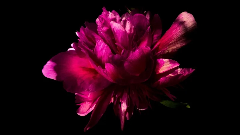 Trang trí màn hình với background hoa mẫu đơn máy tính