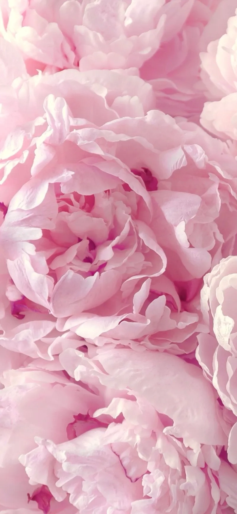 Sáng tạo không giới hạn với background hoa mẫu đơn mỹ thuật