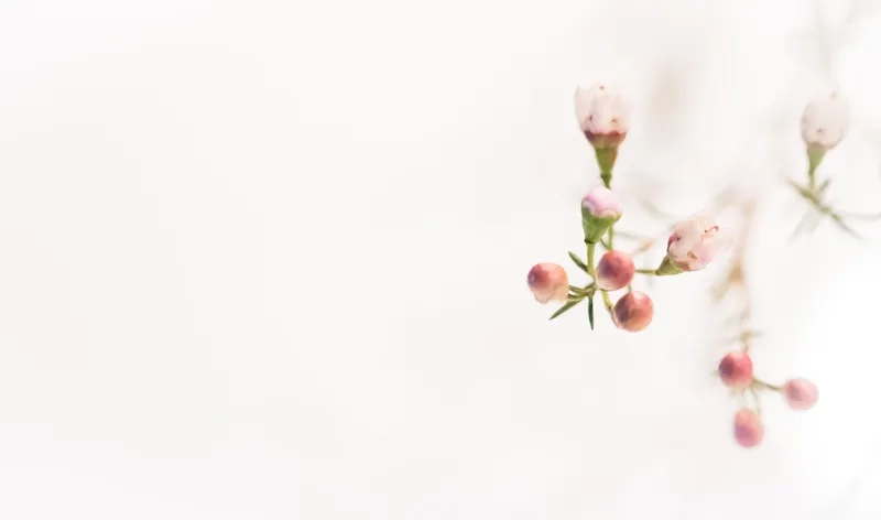 Làm mới desktop với background hoa minimal cho máy tính