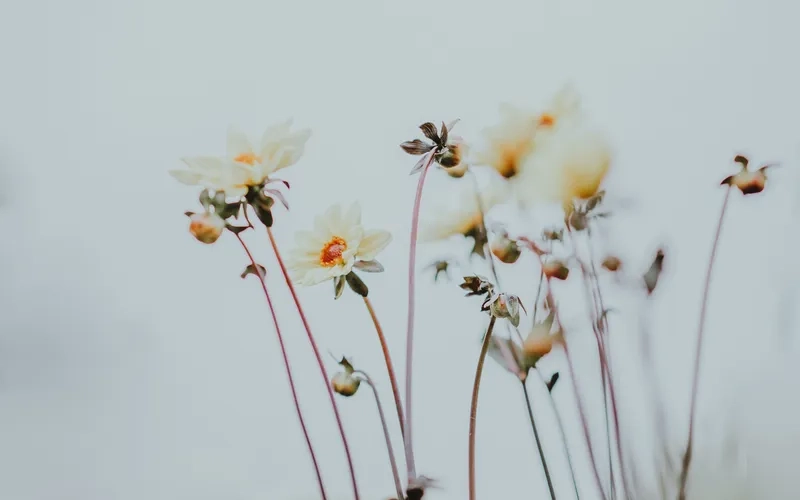 Thêm phong cách phóng khoáng với background hoa minimal boho