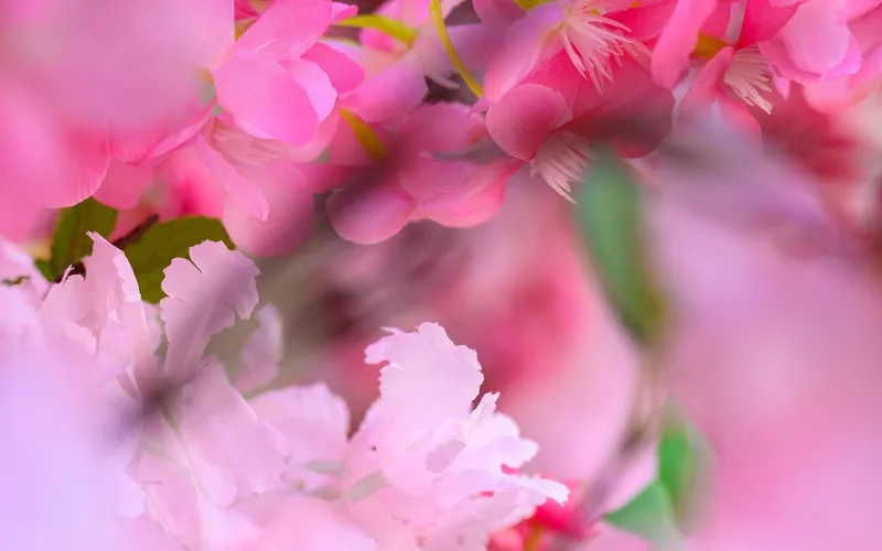 Thổi hồn nhẹ nhàng cho ảnh với nền hoa mờ nhẹ