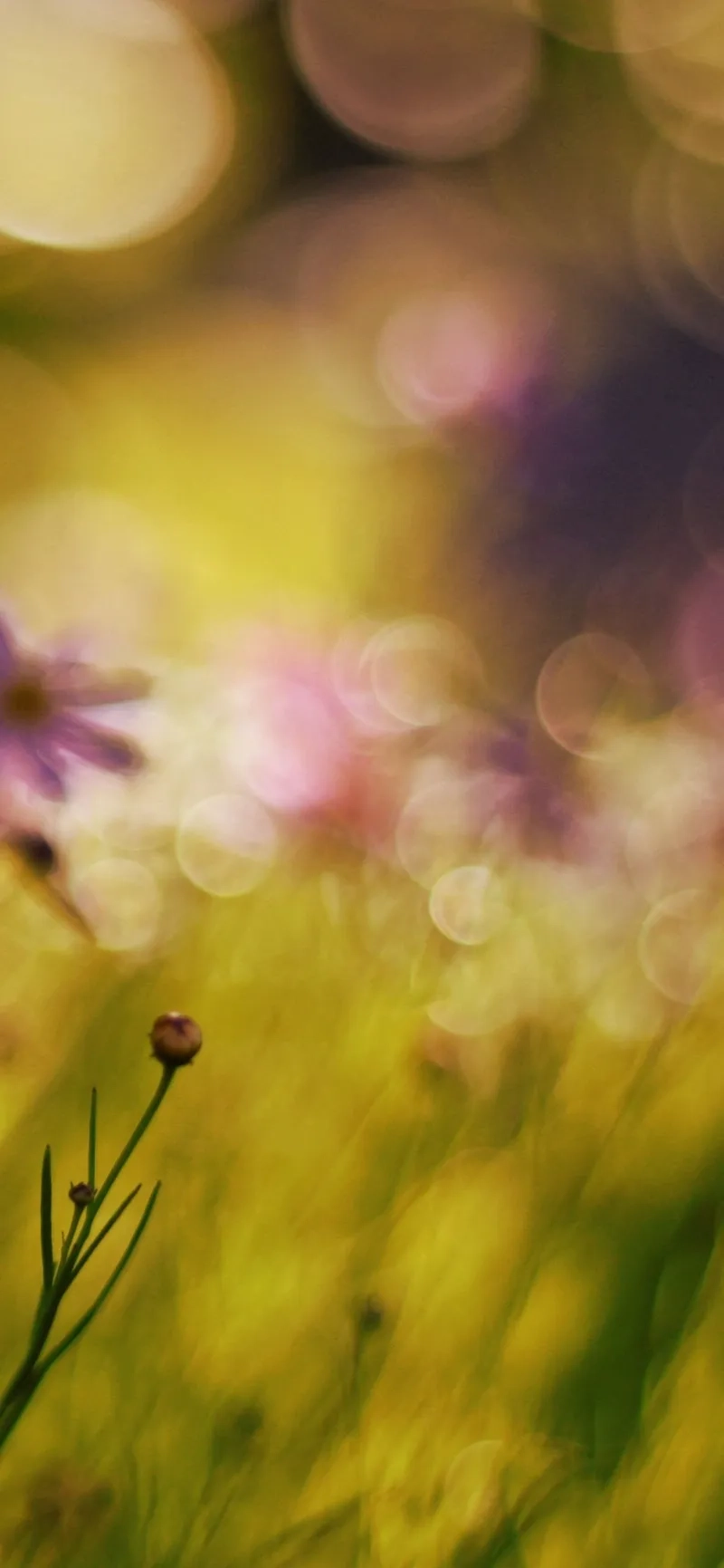 Mang hơi thở xưa cũ qua nét nền mờ hoa hoài cổ