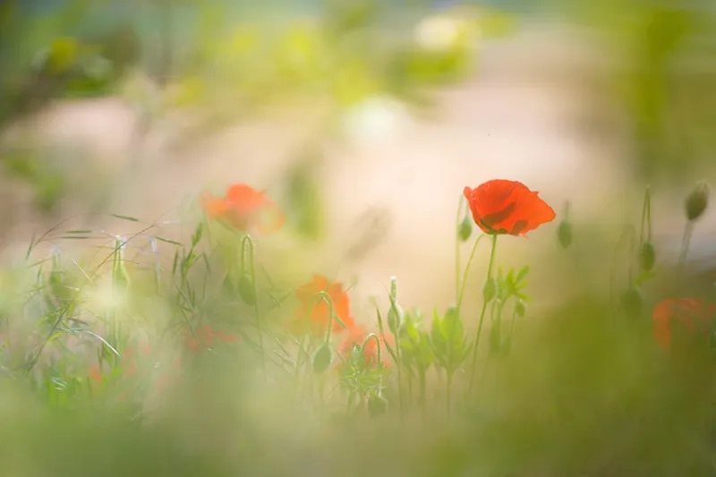 Làm nổi bật nội dung với hình nền hoa mờ cho slide