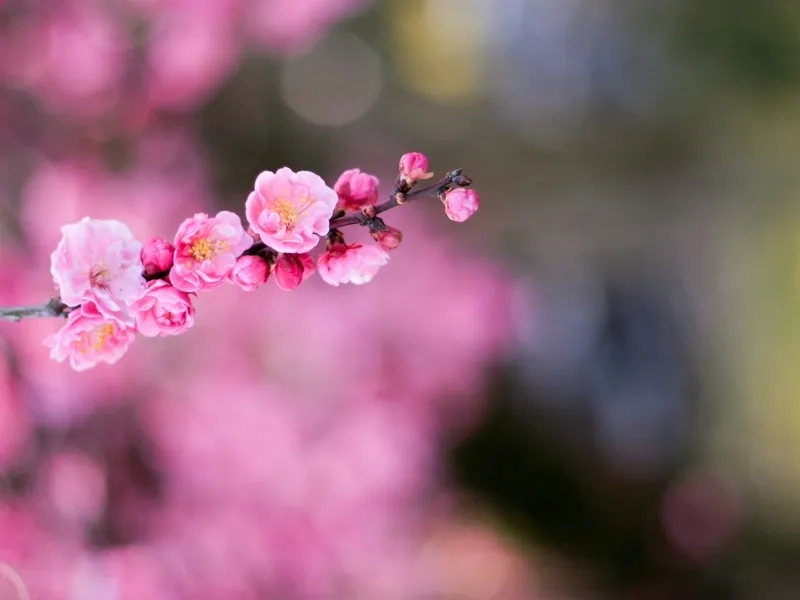 Khung hình hoàn hảo nhờ nền hoa mờ độ nét cao